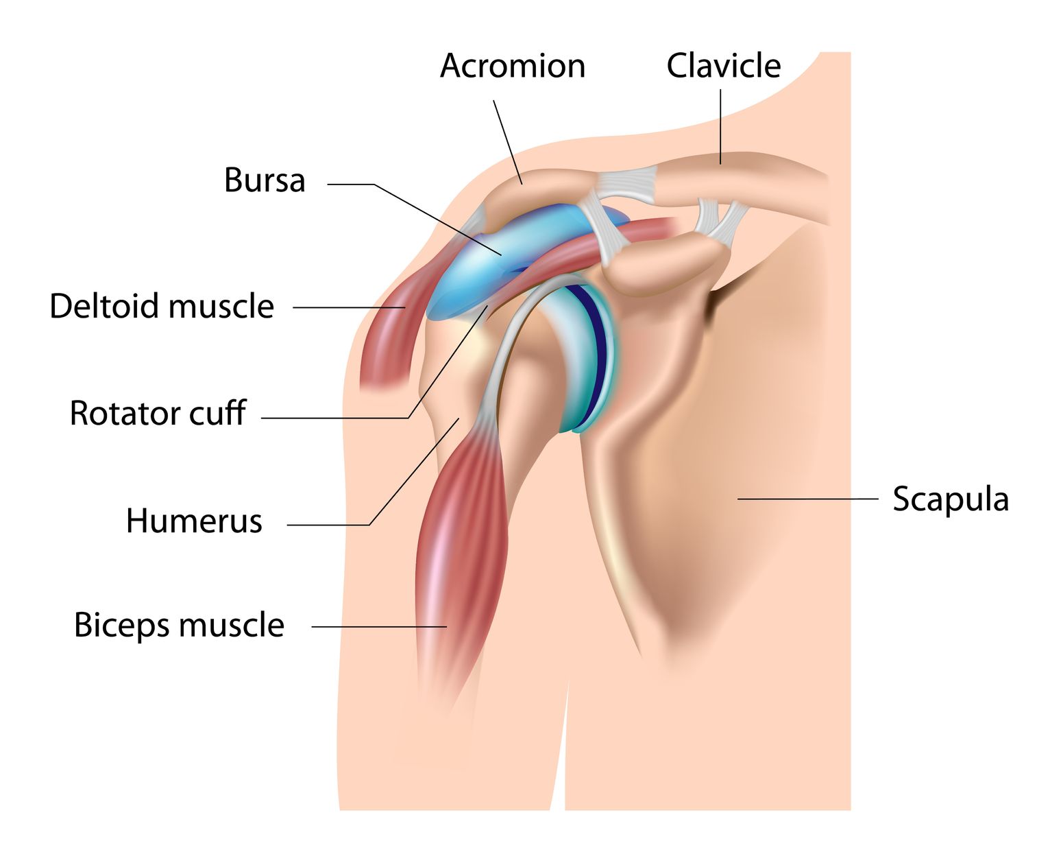 shoulder bursa, bursitis