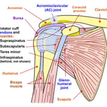 How Flu Shots and TDaP Vaccines Can Cause Rotator Cuff Tears and Injuries