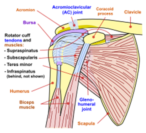 How Flu Shots and TDaP Vaccines Can Cause Rotator Cuff Tears and Injuries